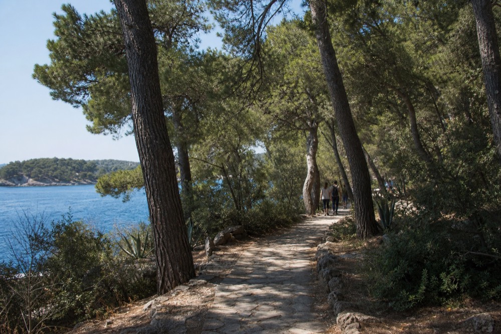 A shaded stone path through dense Mediterranean pine woodland on a small island.