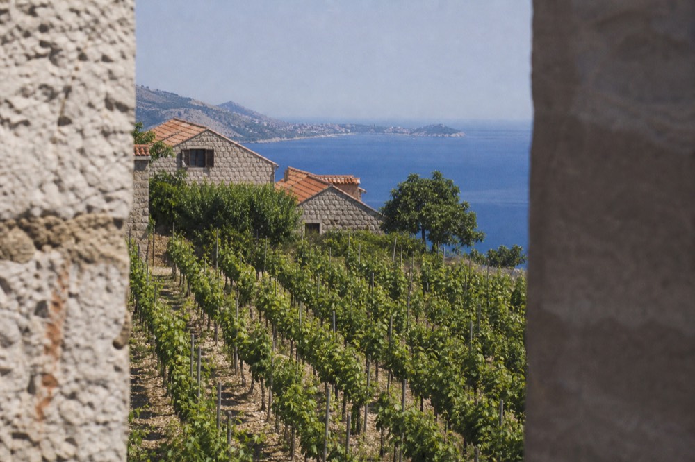 Rows of grapevines on a green hillside with a stone farmhouse behind them
