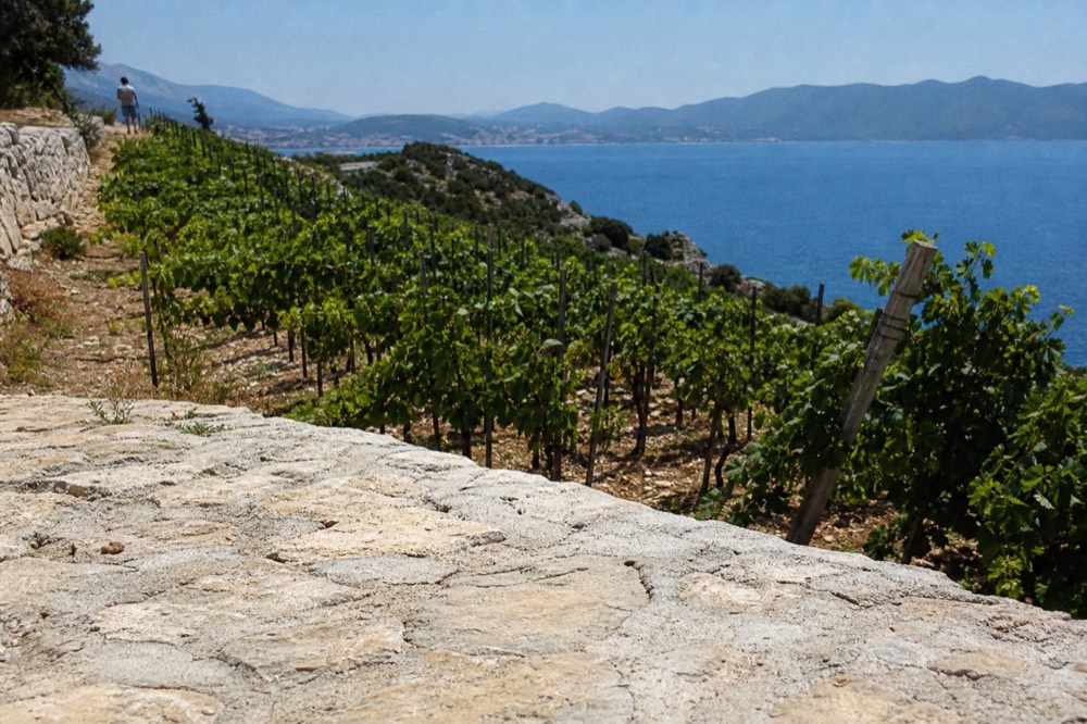 Rows of grapevines on a steep stone terrace above the sea
