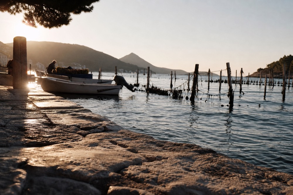 A boat beside wooden oyster farming stakes in a calm bay