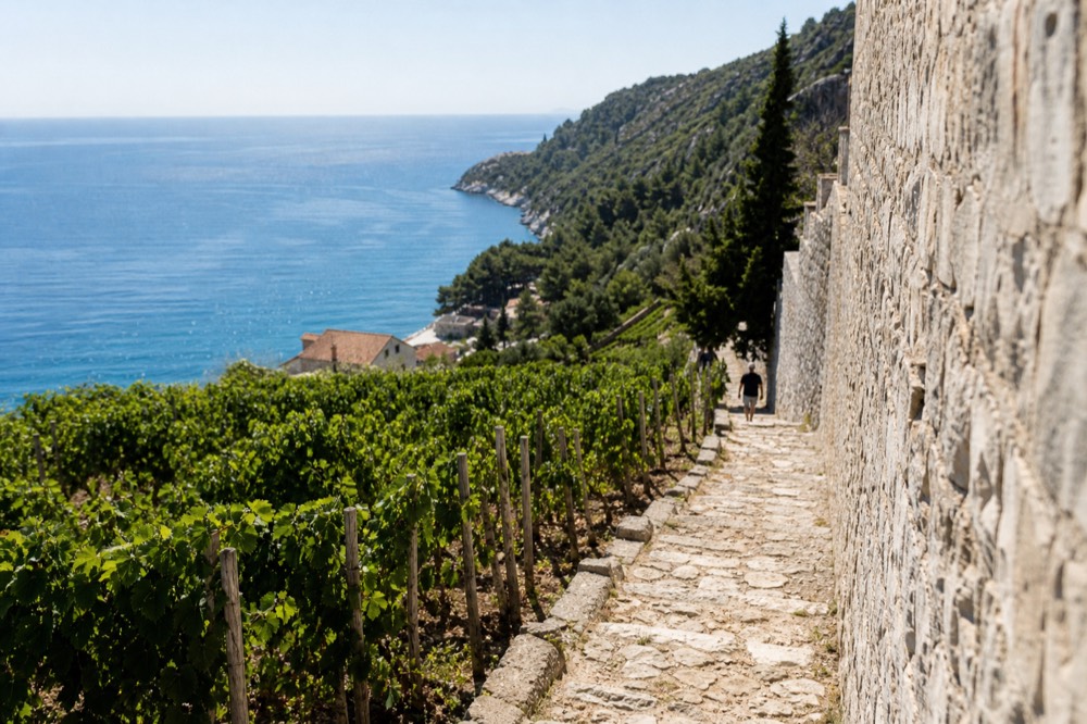 Rows of grapevines on a sloping hillside above the sea