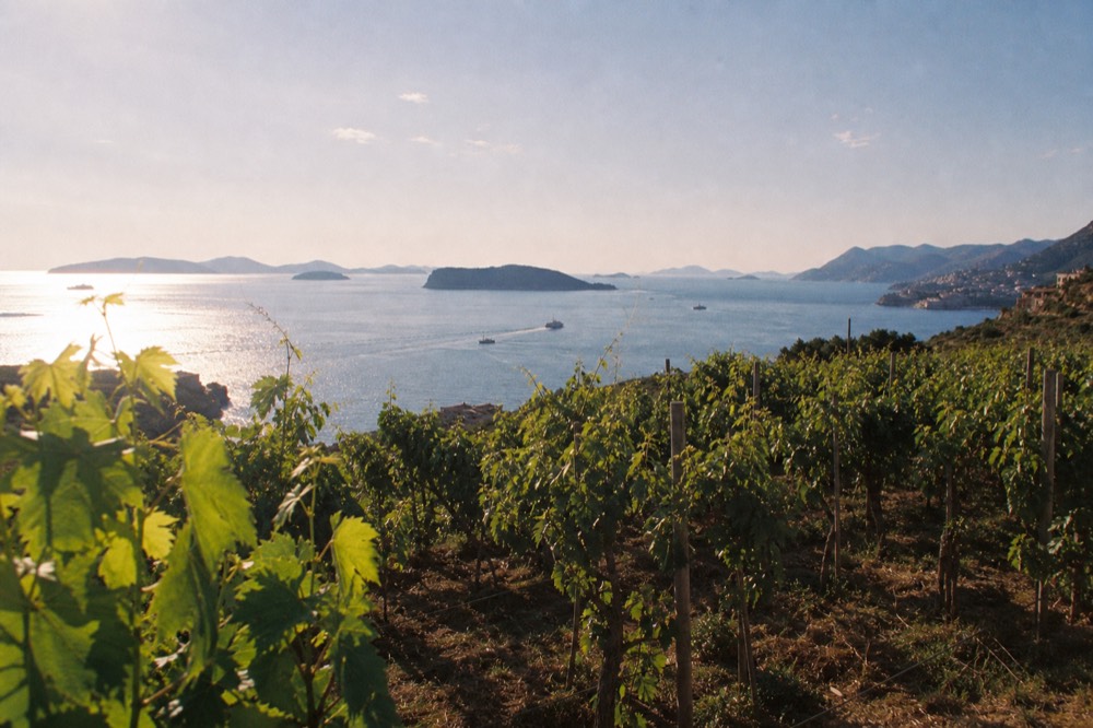 Vineyard rows on a coastal hillside with the sea and islands in the distance
